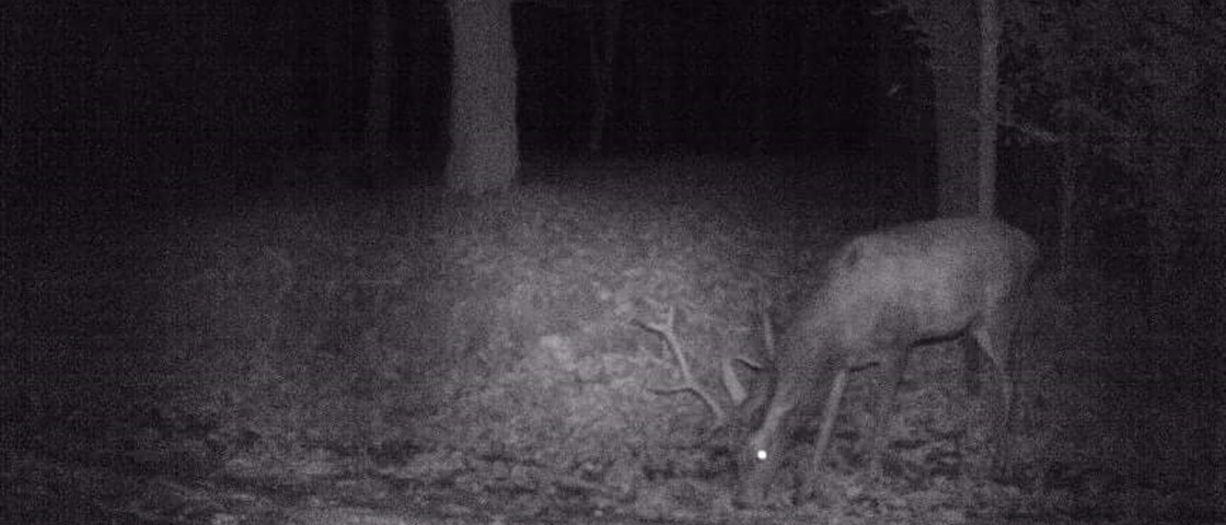 Wildlife camera - photo.jpeg